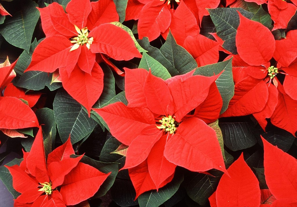 ¿Cómo cuidar de tu Poinsettia después de Navidad?