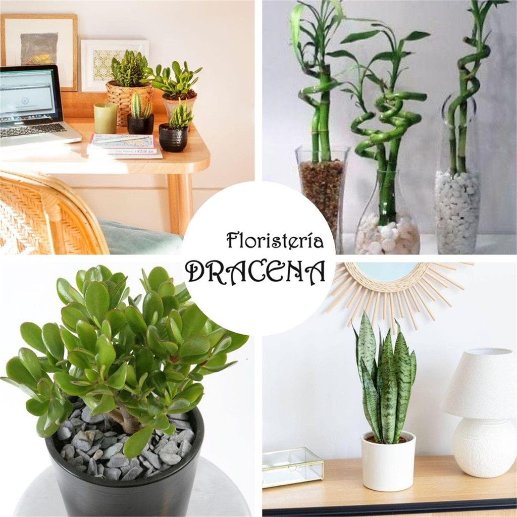 Da vida a tu espacio de trabajo: Las mejores plantas para decorar tu oficina