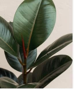 Da vida a tu espacio de trabajo: Las mejores plantas para decorar tu oficina - Imagen 5