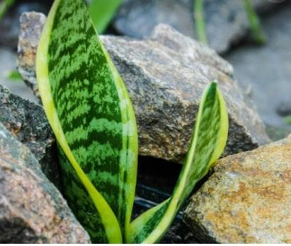 Da vida a tu espacio de trabajo: Las mejores plantas para decorar tu oficina - Imagen 2