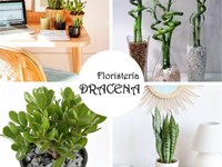 Da vida a tu espacio de trabajo: Las mejores plantas para decorar tu oficina