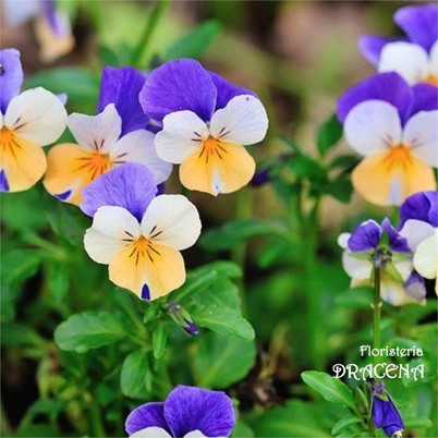 ¡Dale una nueva vida a tu balcón, terraza y jardín! - Imagen 2