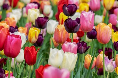 El Otoño: Una paleta de colores y fragancias en tu jardín - Imagen 2