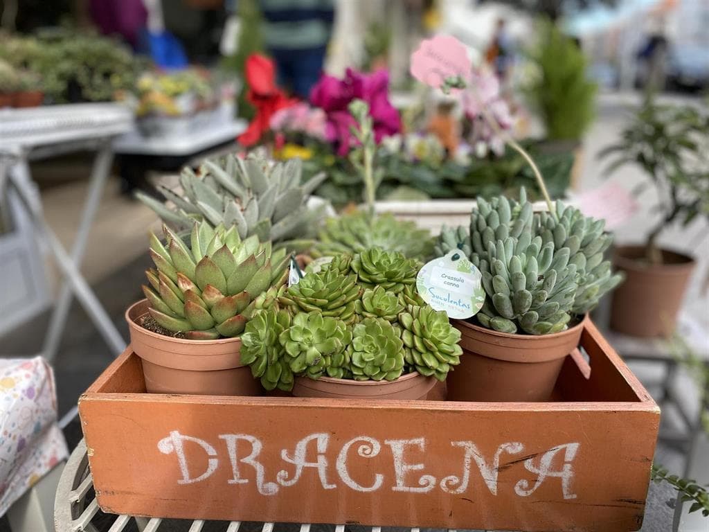 Floristería Drácena