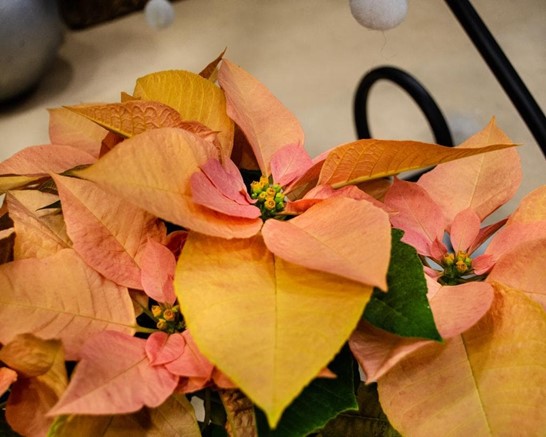 La Poinsettia, más allá de la Navidad - Imagen 2