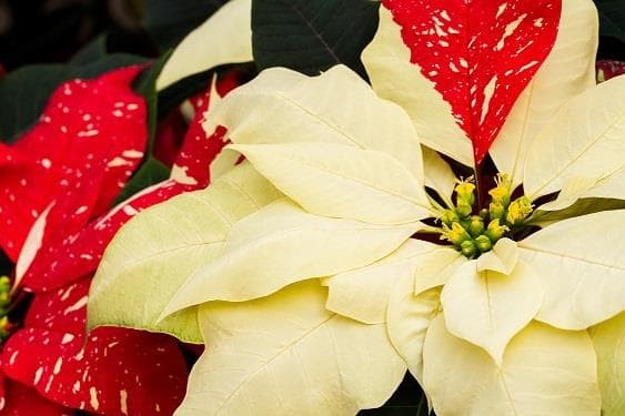 La Poinsettia, más allá de la Navidad - Imagen 1