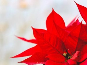 La Poinsettia, más allá de la Navidad