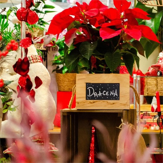 Navidad, todo al rojo con Floristería Drácena - Imagen 1