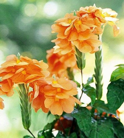 Quieres disfrutar de flores en tu casa durante el otoño? - Imagen 2
