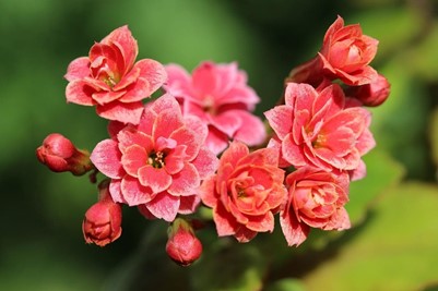 Quieres disfrutar de flores en tu casa durante el otoño? - Imagen 1