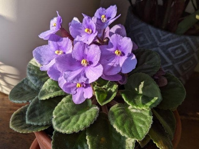 Quieres disfrutar de flores en tu casa durante el otoño? 