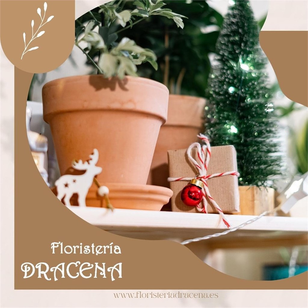 Verde y Alegría: Plantas para decorar tu hogar en Navidad